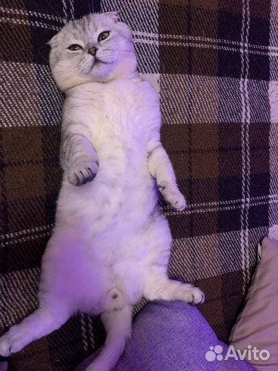 Вязка с шотландским котом