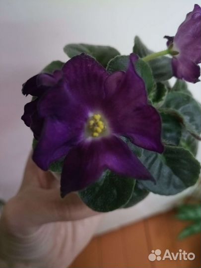 Фиалка мини, 100