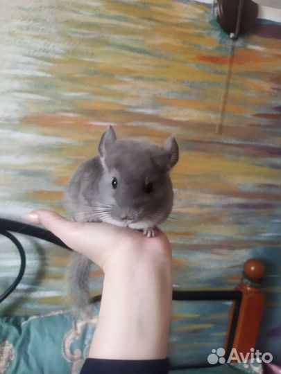 Шиншилла