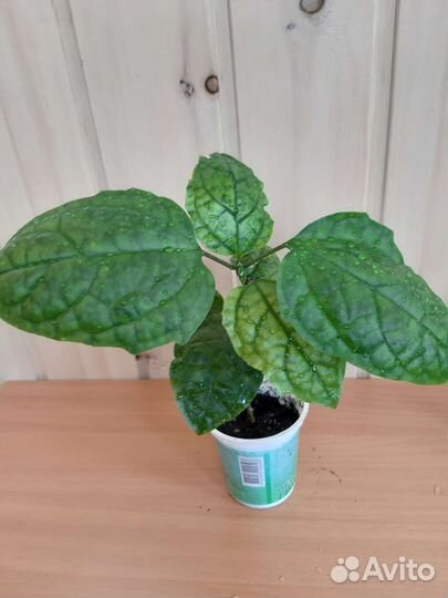 Клеродендрум томпсон