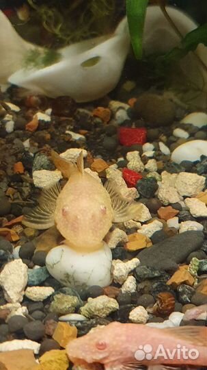 Аквариумные рыбки, сомики анцитрусы