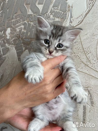 Котята в добрые руки. 1 мальчик и 3 девочки