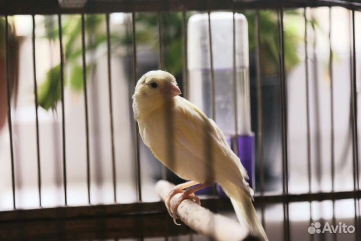 Канарейка кенор