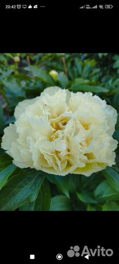 Пион Санни Герл