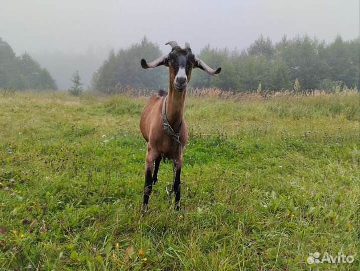 Коза нубийская и козочка