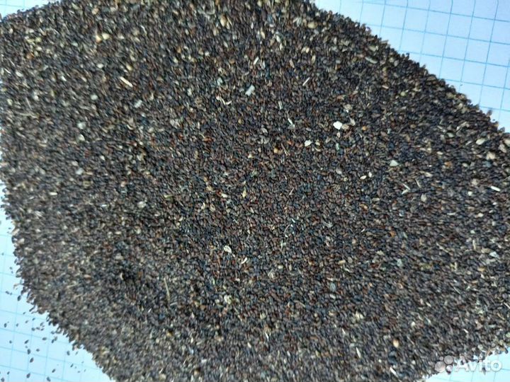 Семена подорожника