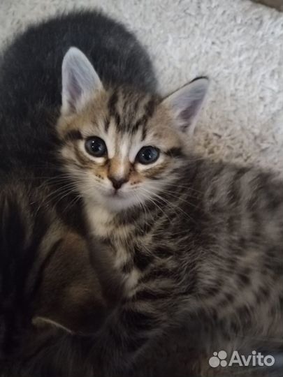 Котята в добрые руки даром