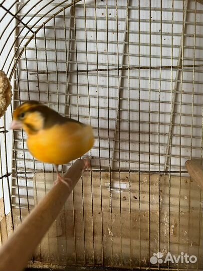 Самец кенор