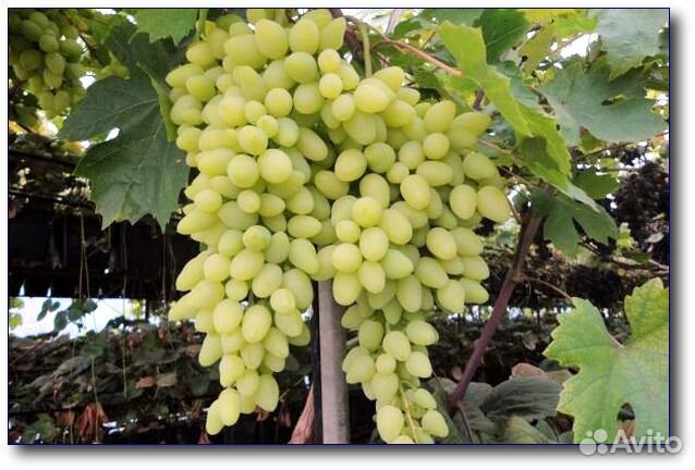 Саженцы винограда 