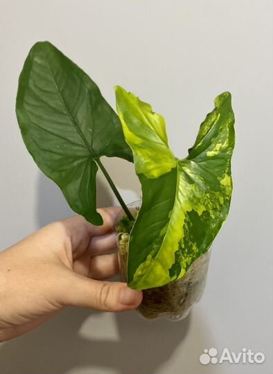 Сингониум imperial yellow