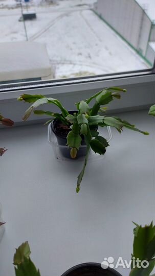 Декабрист шлюмбергера белый и розовый