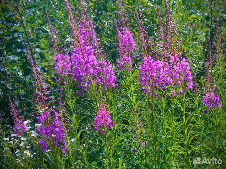 Иван-чай один килограмм, травяной чай, свежий 2023