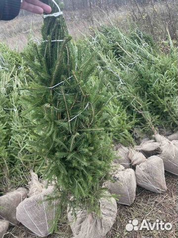 Ель новогодняя живая
