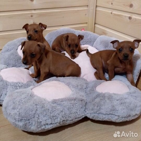 Цвергпинчеры - щенки