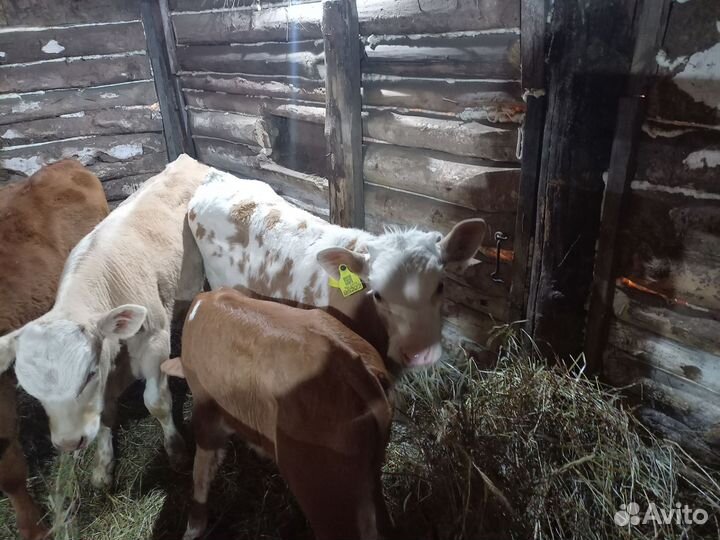 Бычки и быки