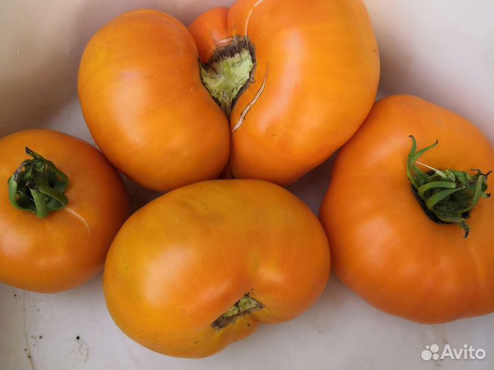 Помидоры