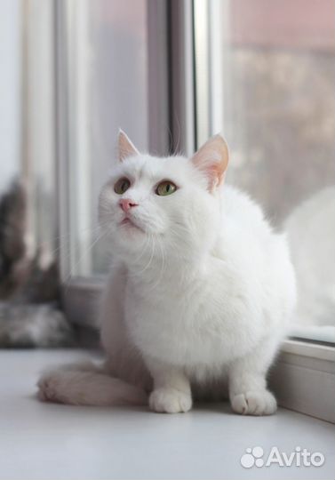 Флюк, фенотип турецкий ван