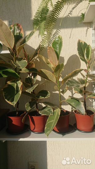 Фикус каучуконосный (эластика)