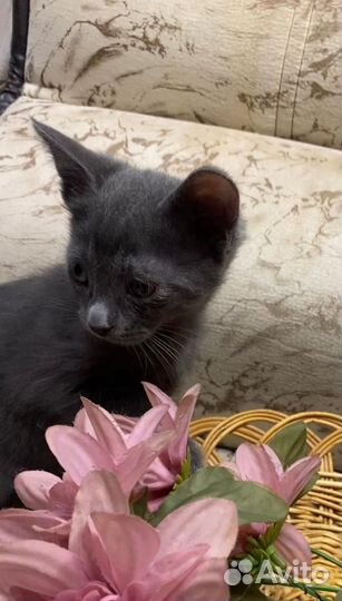 Свежий урожай котят