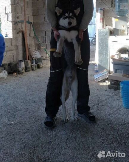 Сибирский хаски