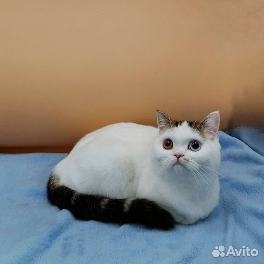 Скоттиш страйт девочка