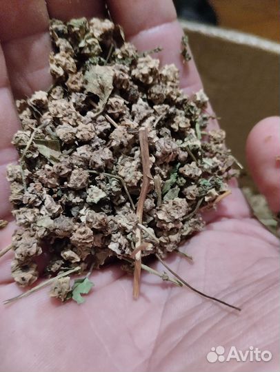 Семена красный бурака