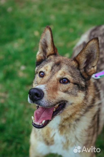 Собака в добрые руки отдам бесплатно