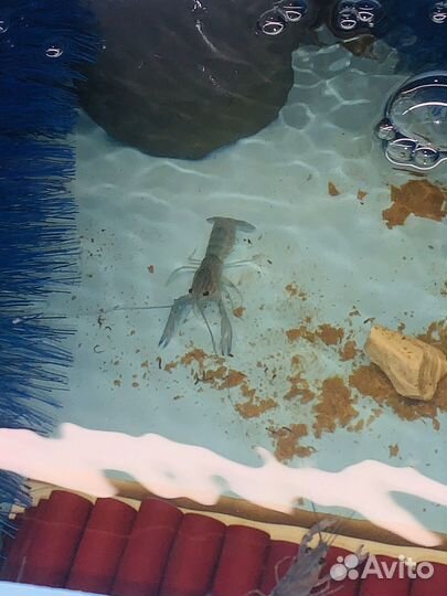 Малёк австралийского рака