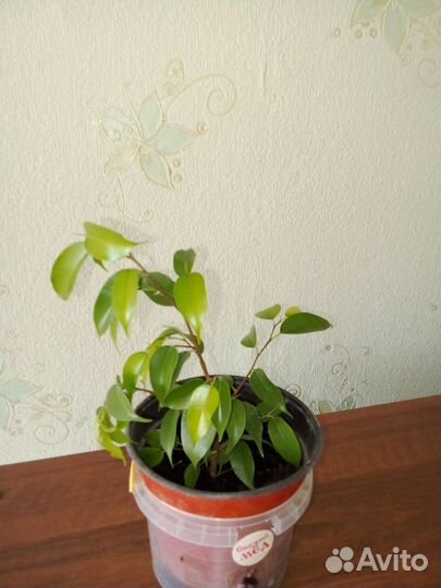 Фикус бенджамина