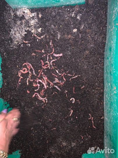 Черви для рыбалки