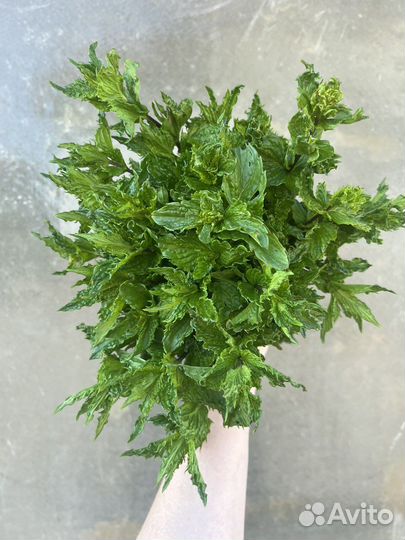 Мята разные сорта