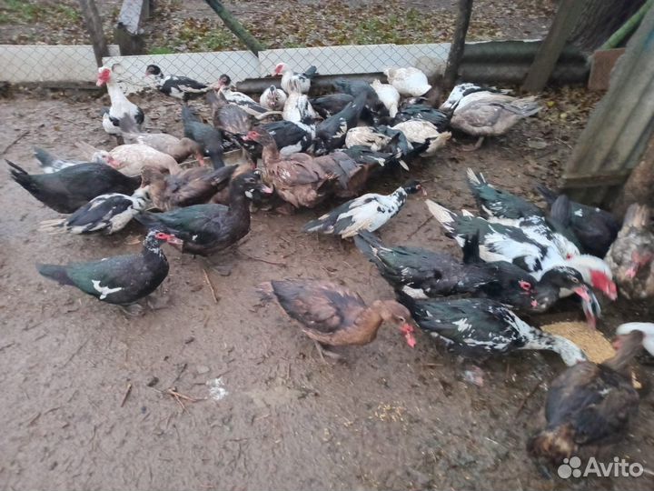 Домашние утки