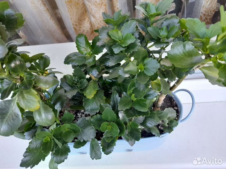 Растение, каланхоэ