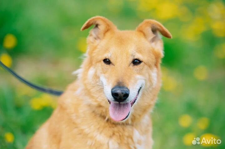 Собака Рыжий из приюта бесплатно в добрые руки