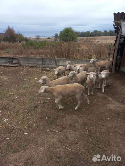 Овцы