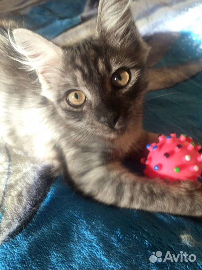 Котёнок мальчик 4-5 месяцев