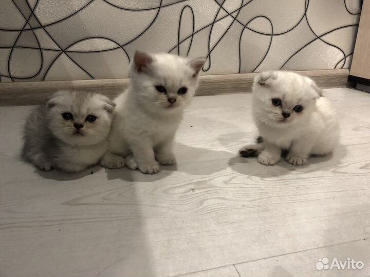 Шотландские котята