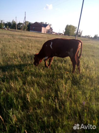 Телка 1 год и 2 месяца