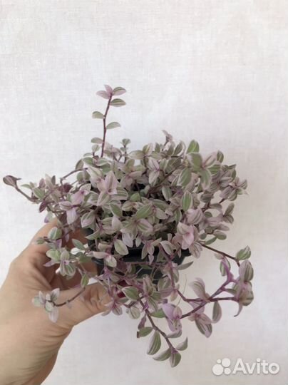 Розовые комнатные растения: традесканция, хойя