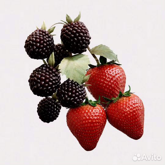 Burberry Her Elixir de Parfum 30мл - Новинка