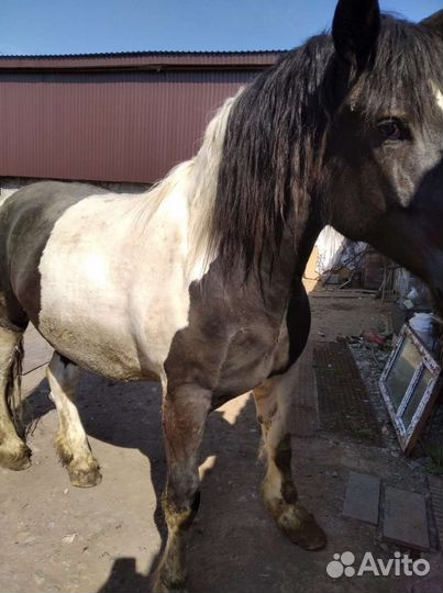 Кобыла Першерон