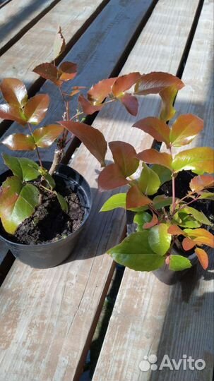 Декоративные кустарники 5 видов