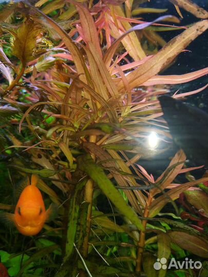 Аквариумные растения, рыбки