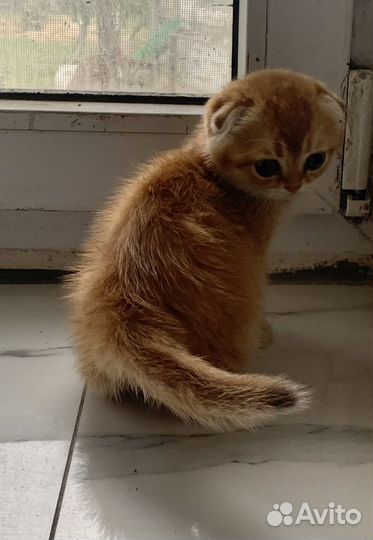 Продается котенок