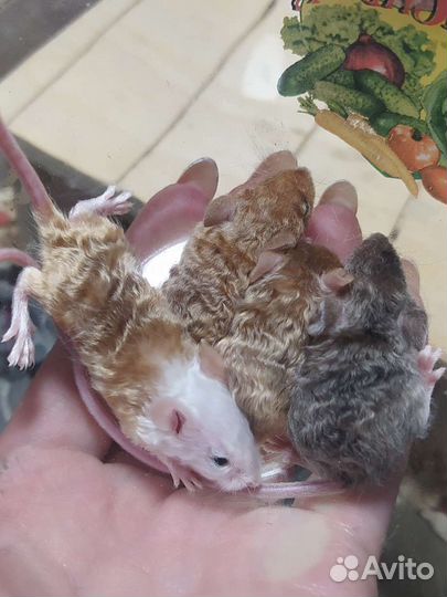 Декоративные мыши