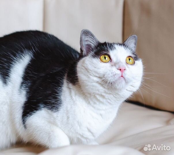 Молоденькая киска Полинка