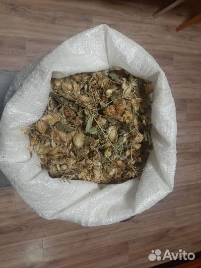 Хмель шишки