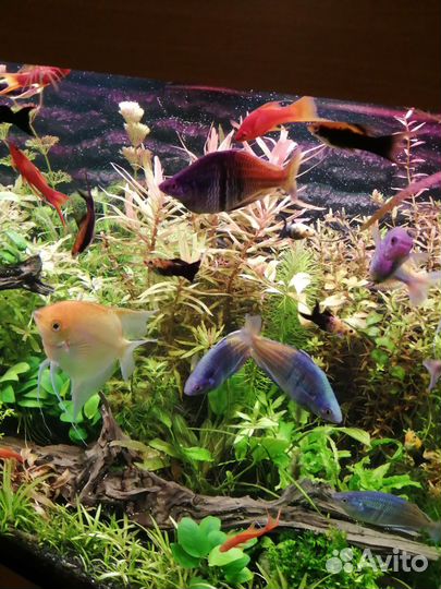 Рыбы Радужница Боицмена