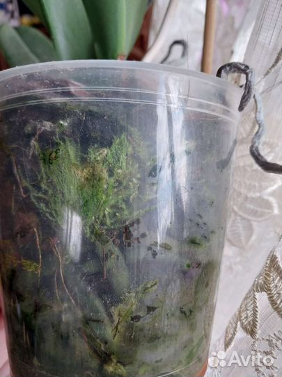 Орхидея фаленопсис