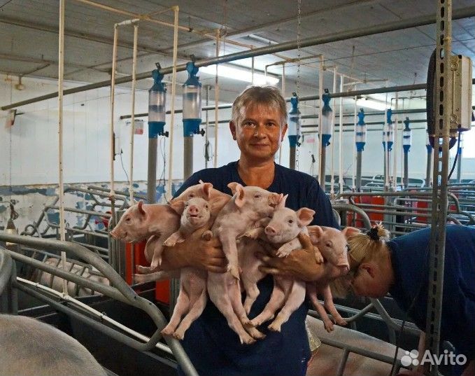 Работник на животноводческий комплекс (вахта)